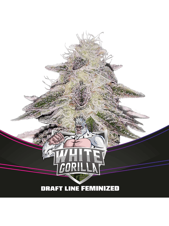 WHITE GORILLA FEM X12-BSF 1