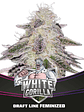 WHITE GORILLA FEM X12-BSF - Miniatura 1