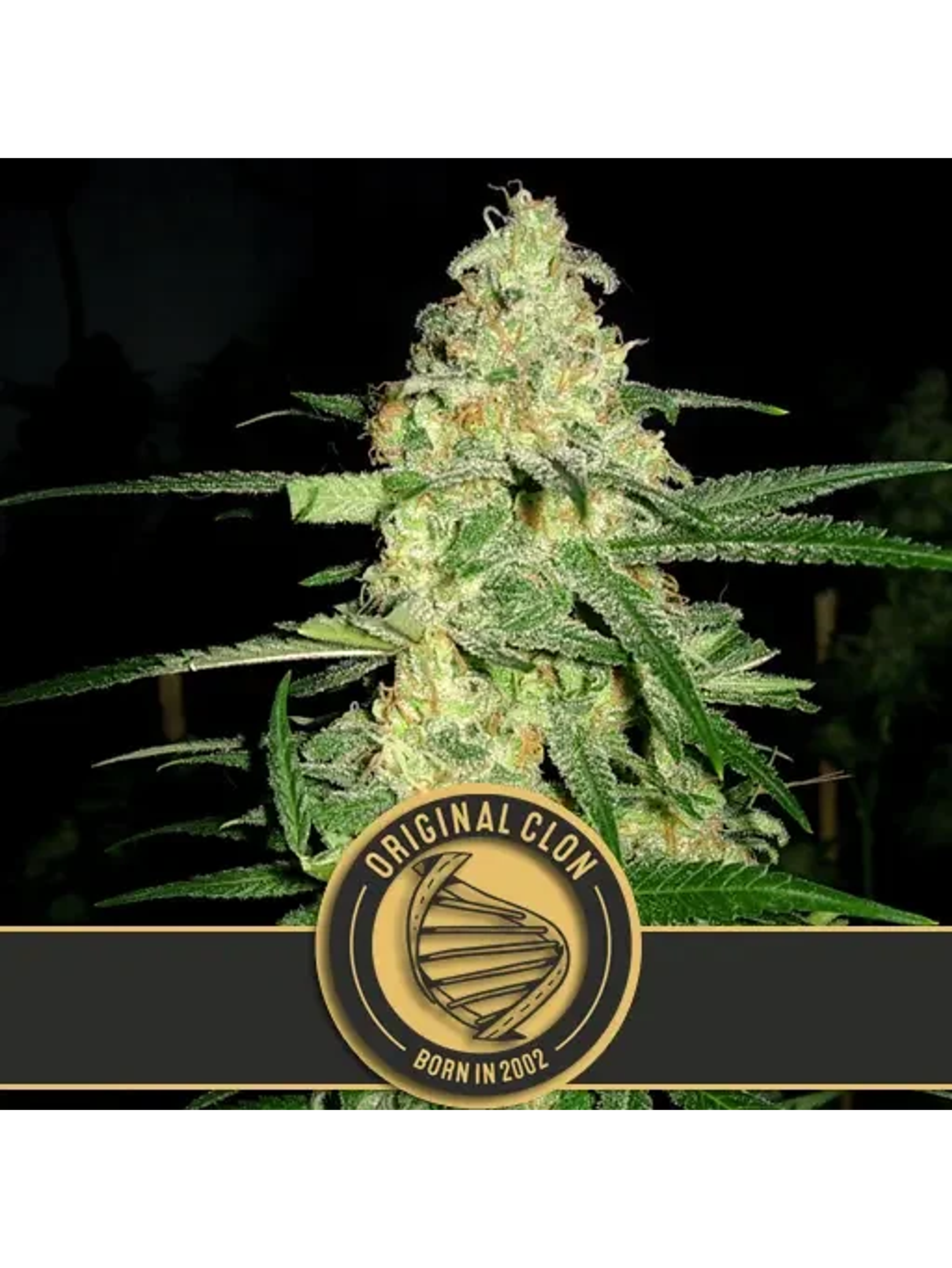 Original Clon Fem X3 -Blimburn Seeds 1