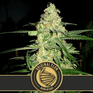 ORIGINAL CLON FEM X3 -BLIMBURN SEEDS