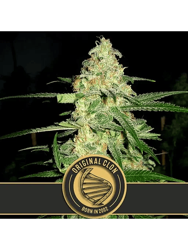 ORIGINAL CLON FEM X3 -BLIMBURN SEEDS 1