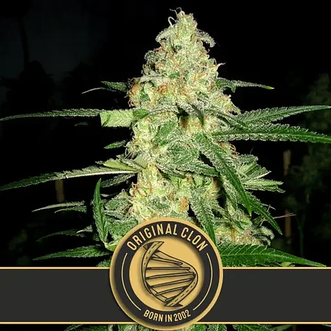 Original Clon Fem X3 -Blimburn Seeds