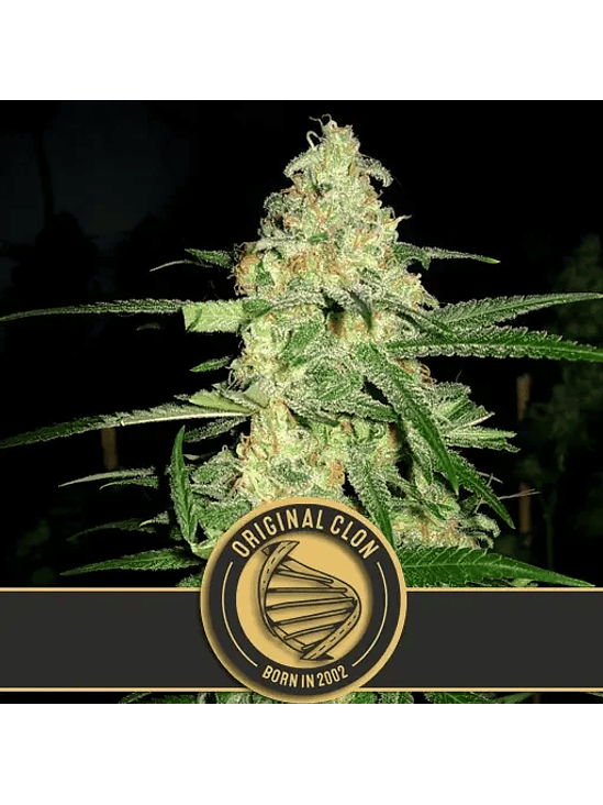 ORIGINAL CLON FEM X3 -BLIMBURN SEEDS 1
