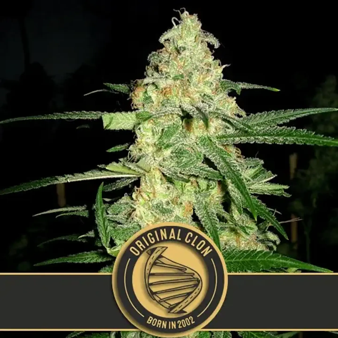Original Clon Fem X3 -Blimburn Seeds 1