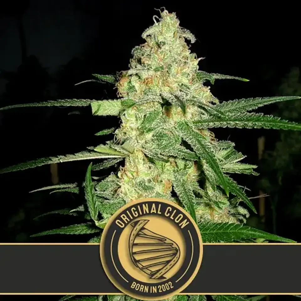 Original Clon Fem X3 -Blimburn Seeds 1