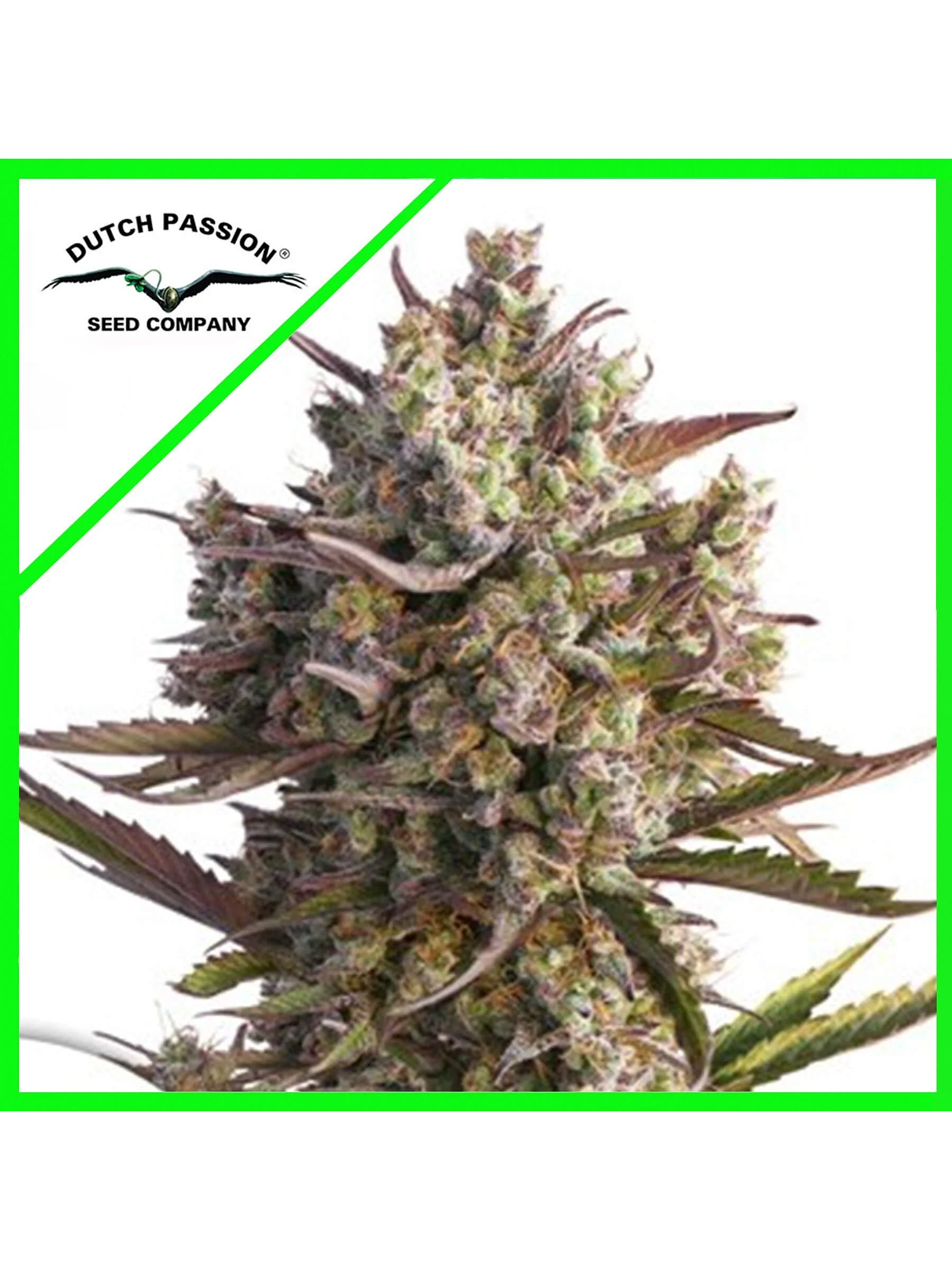 Promoción 2X1 Blueberry Auto X3-Dutch Passion 1