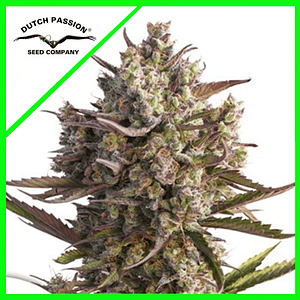 Promoción 2X1 Blueberry Auto X3-Dutch Passion