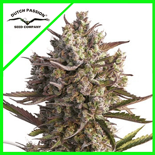 PROMOCIÓN 2X1 BLUEBERRY AUTO X3-DUTCH PASSION