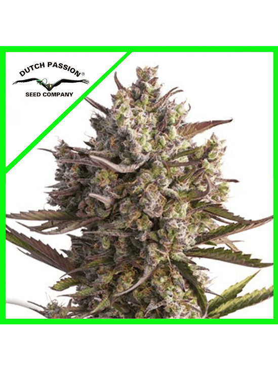 PROMOCIÓN 2X1 BLUEBERRY AUTO X3-DUTCH PASSION 1