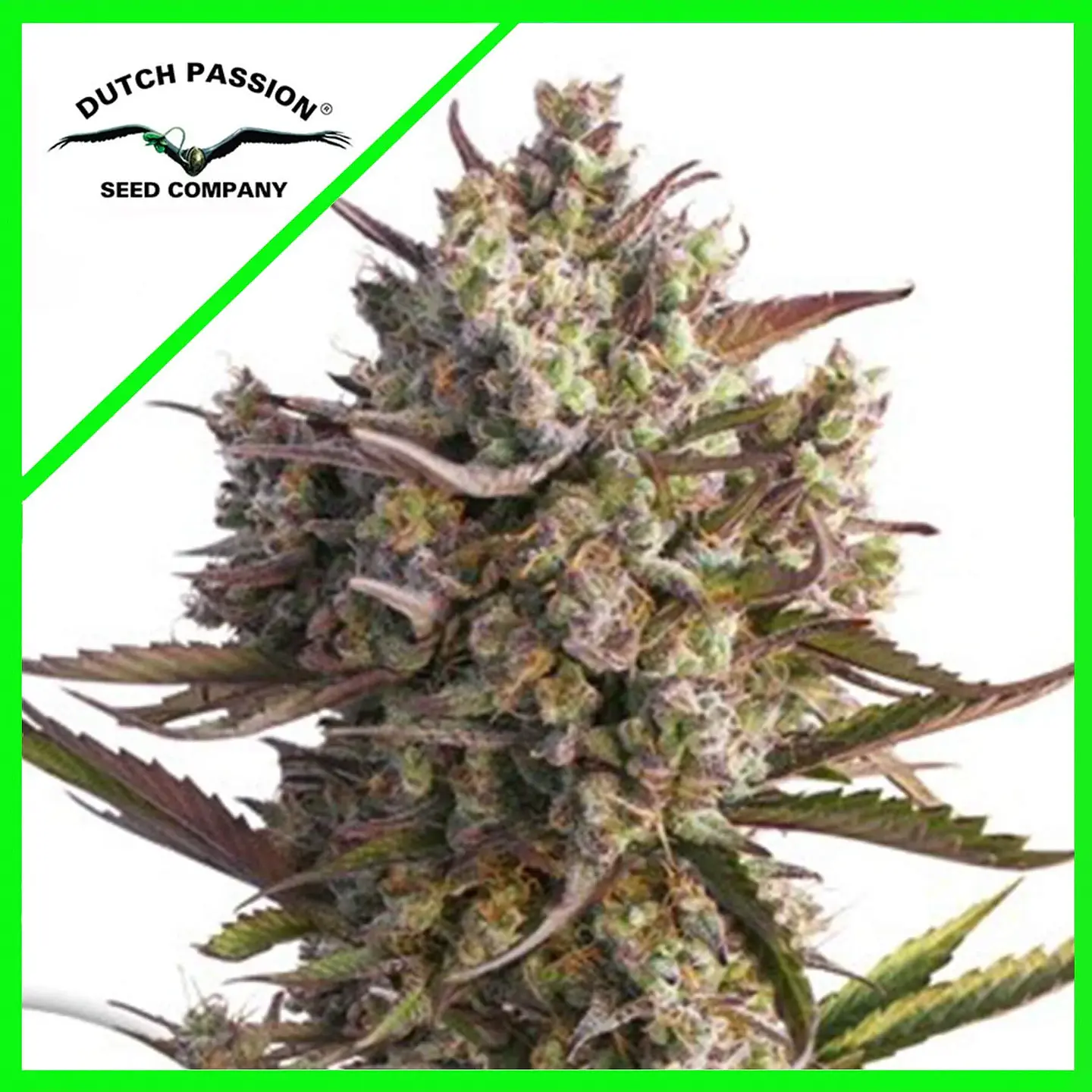 Promoción 2X1 Blueberry Auto X3-Dutch Passion 1