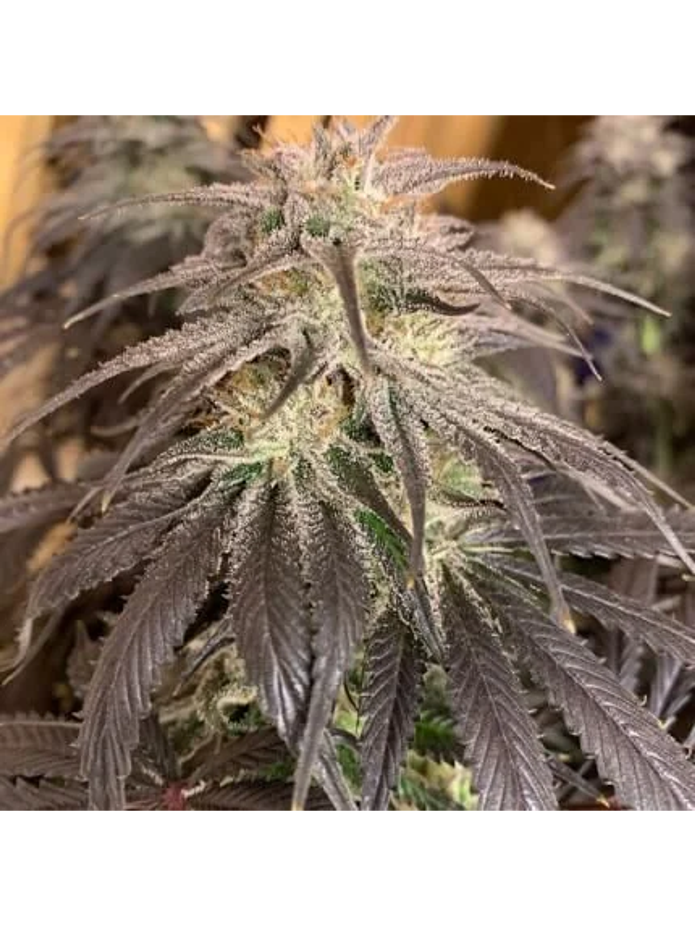 Promocion 2X1 Bubba Island Kush Fem-Dutch Passion 1