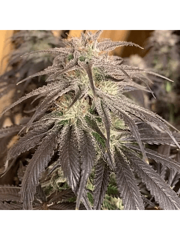 PROMOCION 2X1 BUBBA ISLAND KUSH FEM-DUTCH PASSION 1