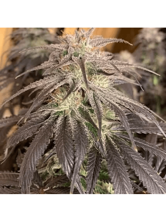 PROMOCION 2X1 BUBBA ISLAND KUSH FEM-DUTCH PASSION 1