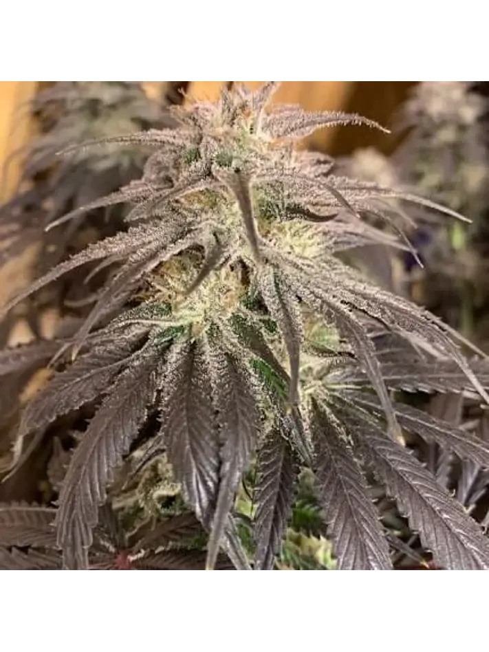 Promocion 2X1 Bubba Island Kush Fem-Dutch Passion 1