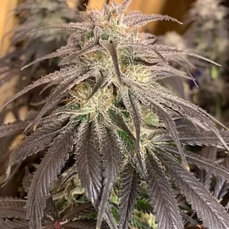 Promocion 2X1 Bubba Island Kush Fem-Dutch Passion 1