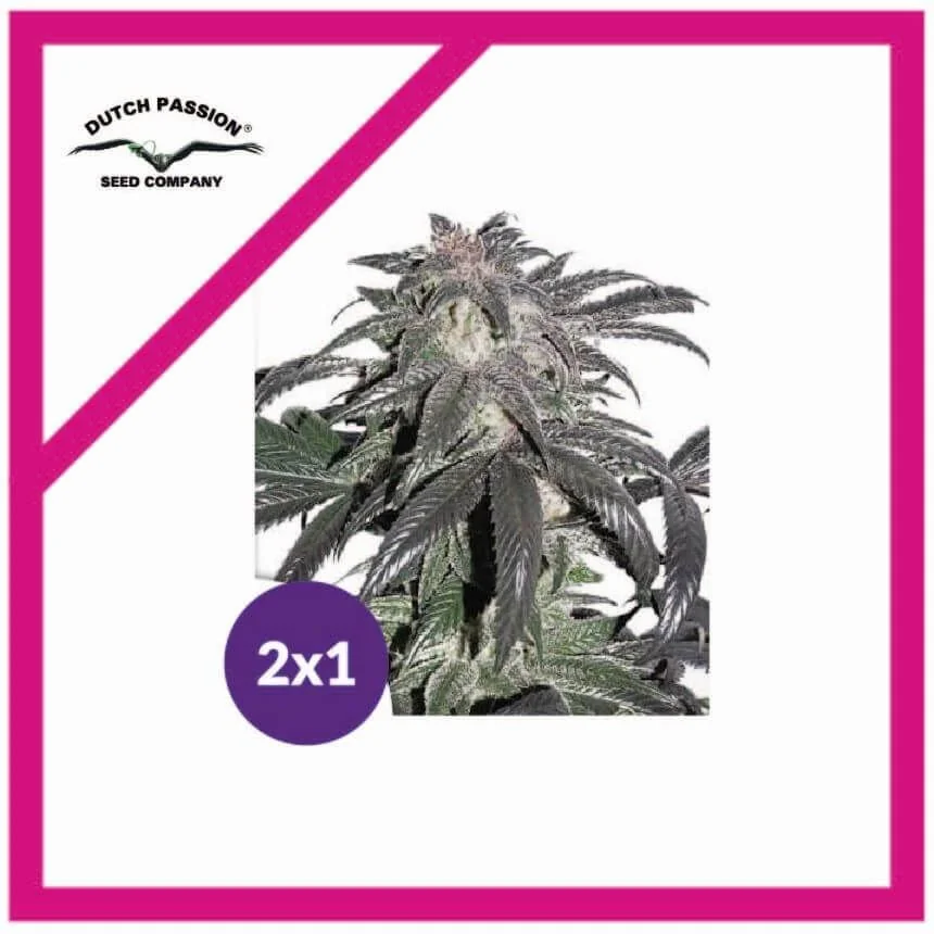 Promocion 2X1 Bubba Island Kush Fem-Dutch Passion 2