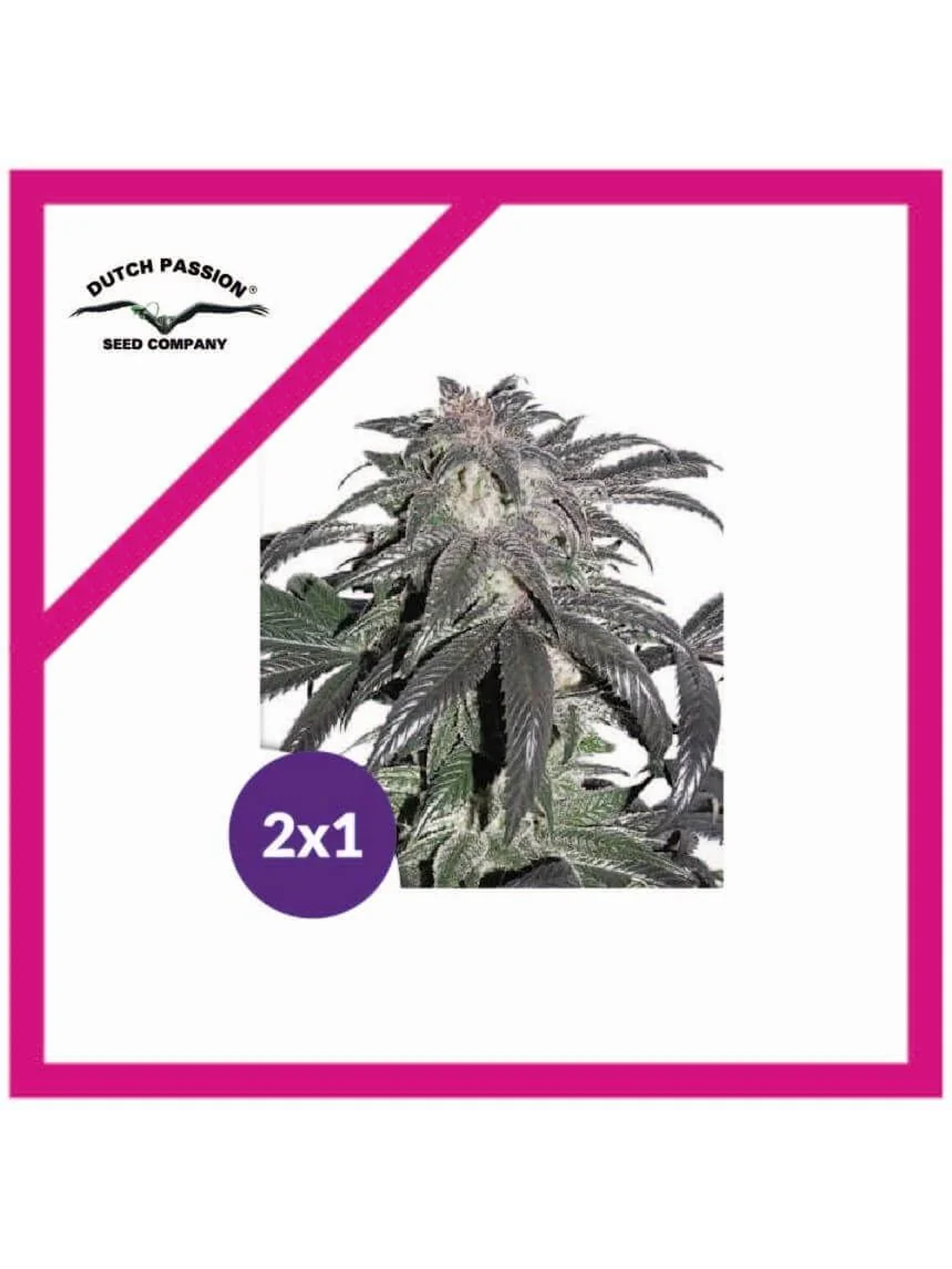 Promocion 2X1 Bubba Island Kush Fem-Dutch Passion 2