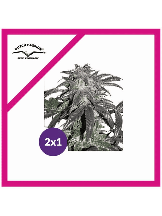 PROMOCION 2X1 BUBBA ISLAND KUSH FEM-DUTCH PASSION 2