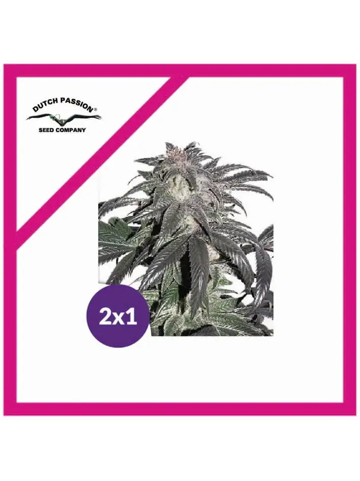 Promocion 2X1 Bubba Island Kush Fem-Dutch Passion 2