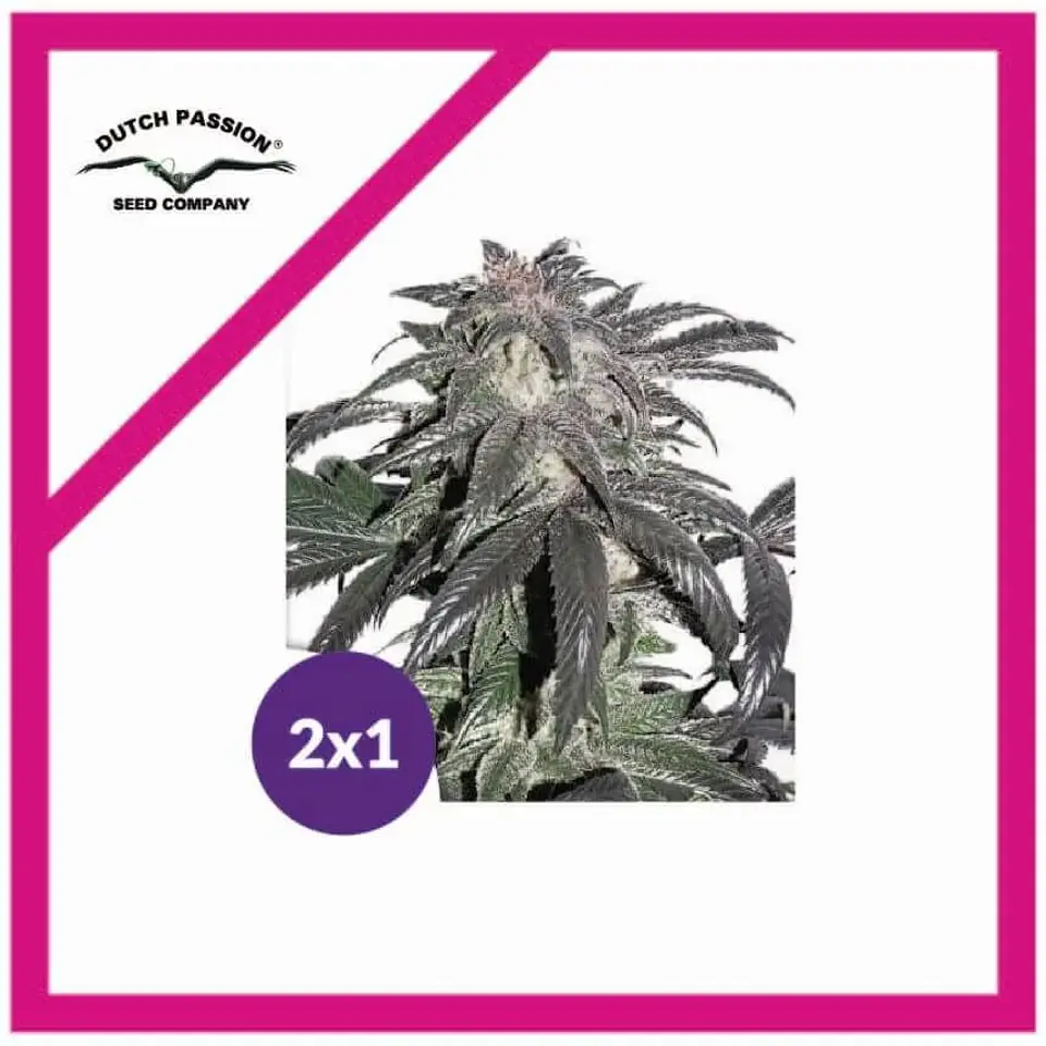 Promocion 2X1 Bubba Island Kush Fem-Dutch Passion 2