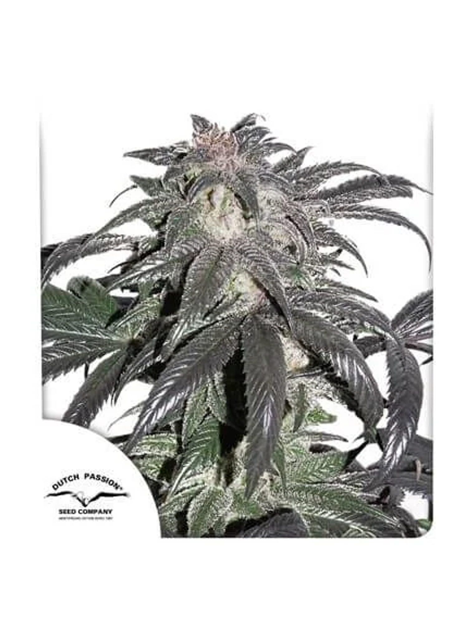 Promocion 2X1 Bubba Island Kush Fem-Dutch Passion 3