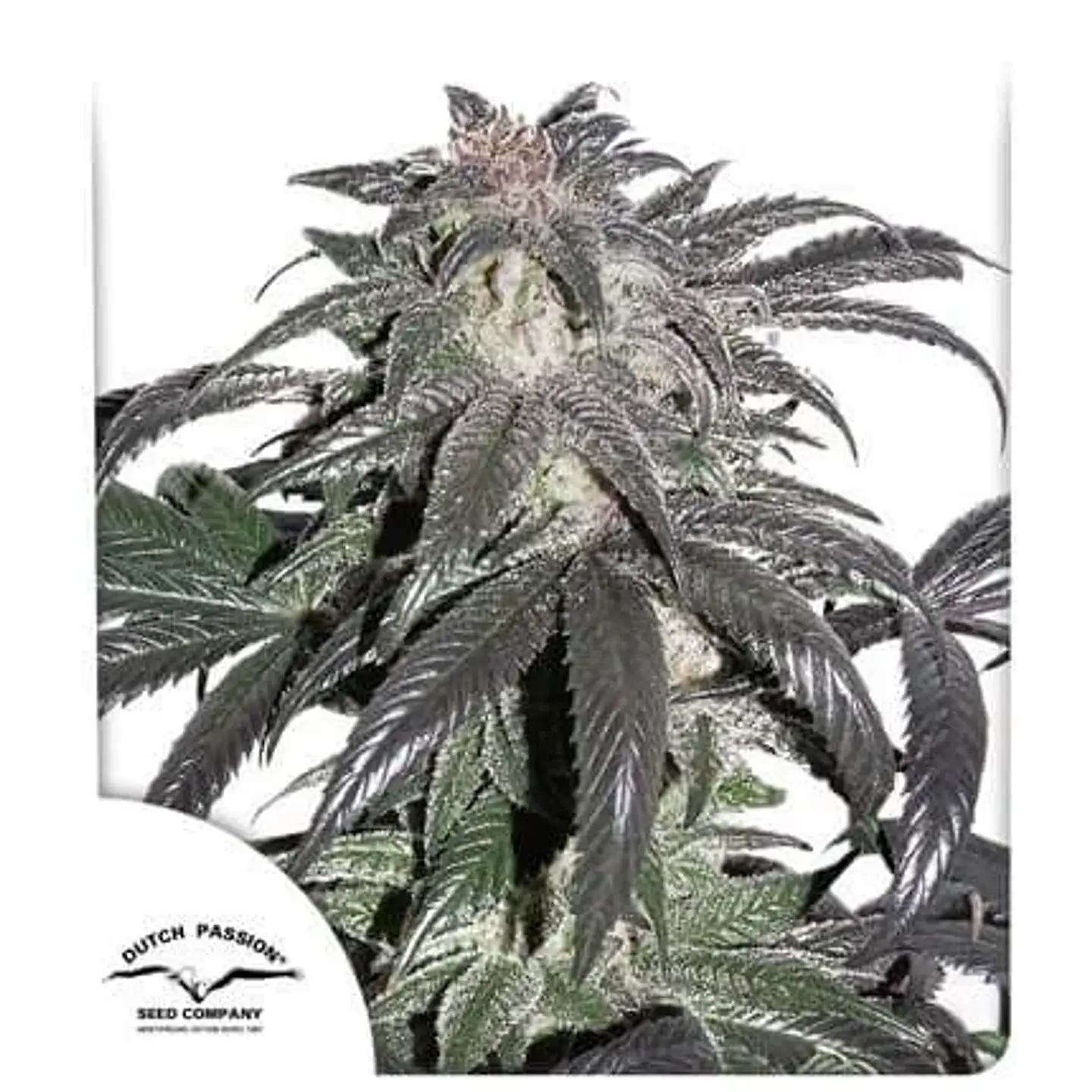 Promocion 2X1 Bubba Island Kush Fem-Dutch Passion 3