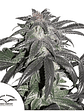 PROMOCION 2X1 BUBBA ISLAND KUSH FEM-DUTCH PASSION - Miniatura 3