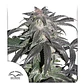 Promocion 2X1 Bubba Island Kush Fem-Dutch Passion - Miniatura 3