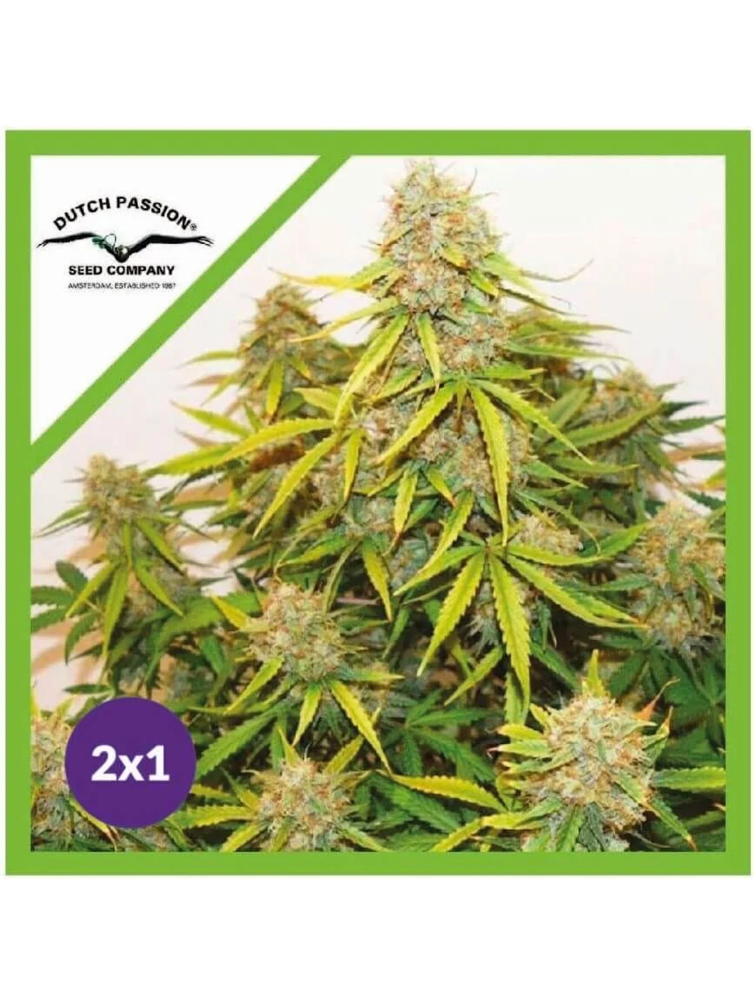 Promocion 2X1 Brooklyn Sunrise Auto X3-Dutch Passion 1