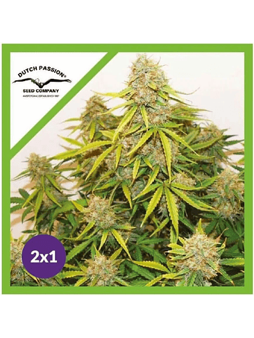 PROMOCION 2X1 BROOKLYN SUNRISE AUTO X3-DUTCH PASSION 1