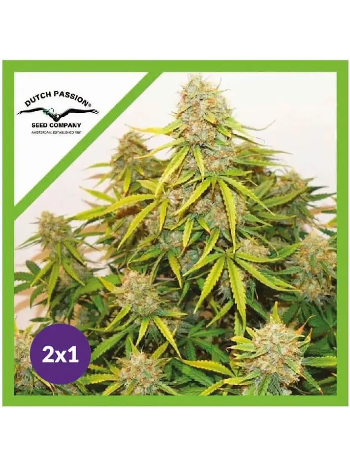 Promocion 2X1 Brooklyn Sunrise Auto X3-Dutch Passion 1