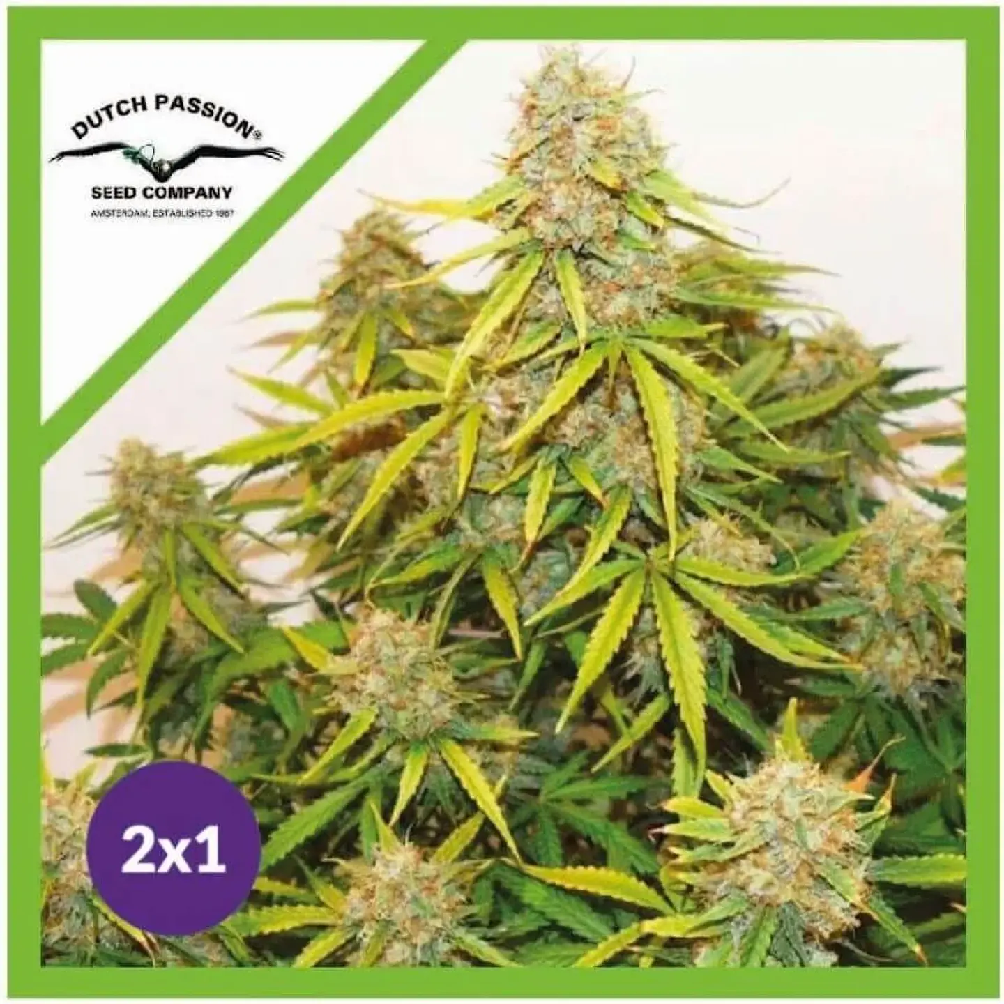 Promocion 2X1 Brooklyn Sunrise Auto X3-Dutch Passion 1