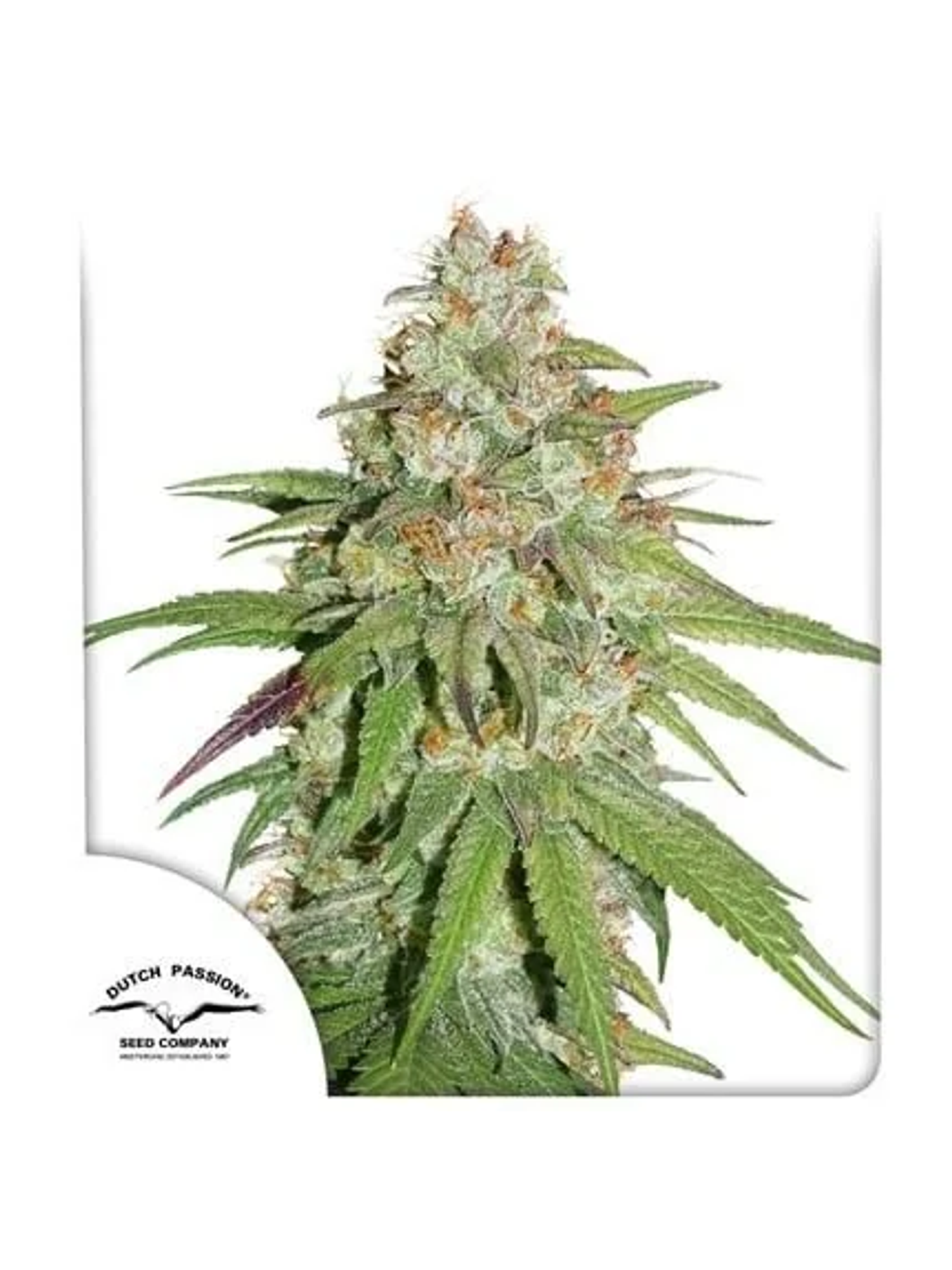 Promoción 2X1 Glueberry Og Fem X3-Dutch Passion 1