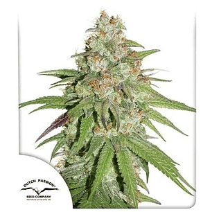 PROMOCIÓN 2X1 GLUEBERRY OG FEM X3-DUTCH PASSION