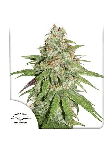 PROMOCIÓN 2X1 GLUEBERRY OG FEM X3-DUTCH PASSION 1