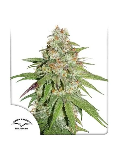 Promoción 2X1 Glueberry Og Fem X3-Dutch Passion 1