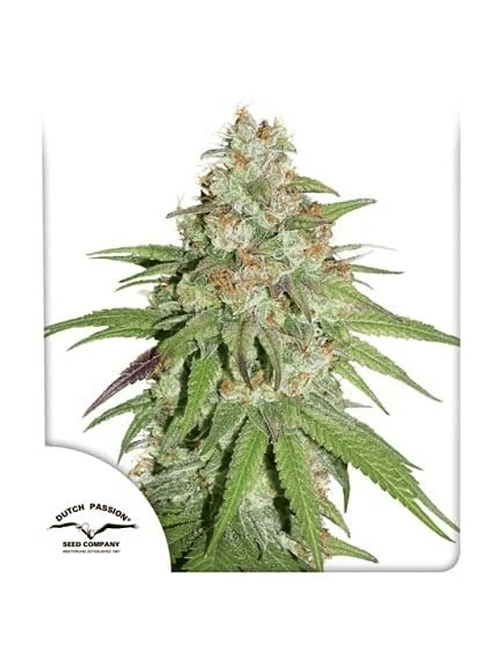 PROMOCIÓN 2X1 GLUEBERRY OG FEM X3-DUTCH PASSION 1