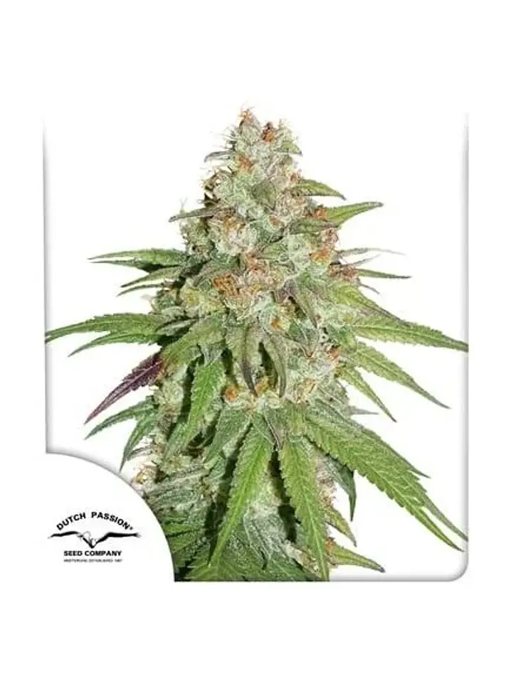 Promoción 2X1 Glueberry Og Fem X3-Dutch Passion 1