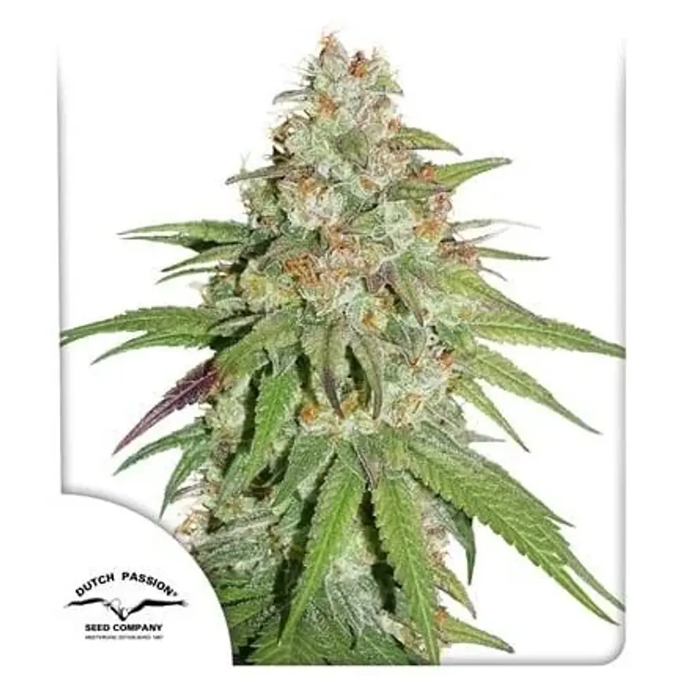 Promoción 2X1 Glueberry Og Fem X3-Dutch Passion 1