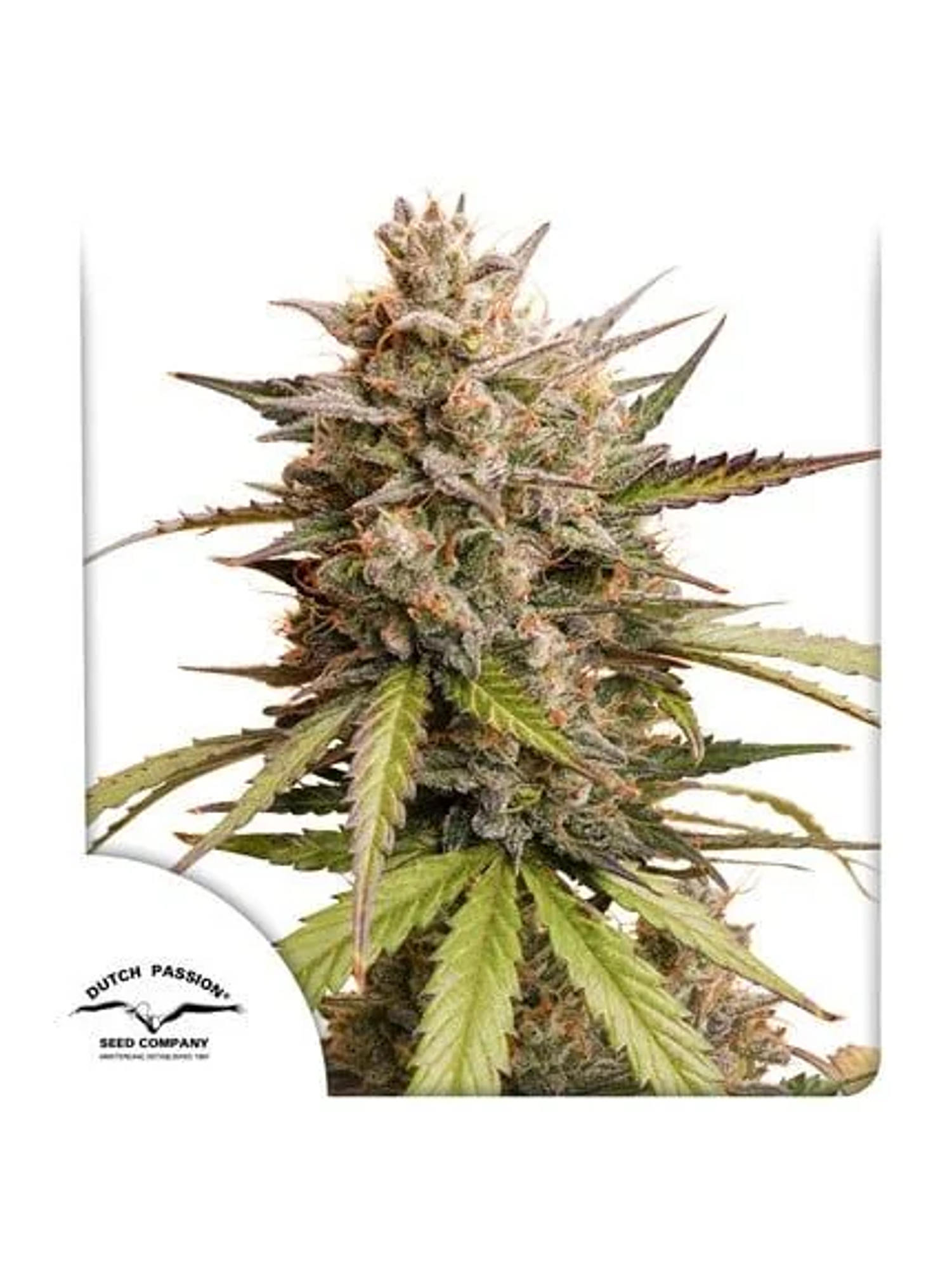 Promocion 2X1 Melonade Runtz Auto X3-Dutch Passion 1