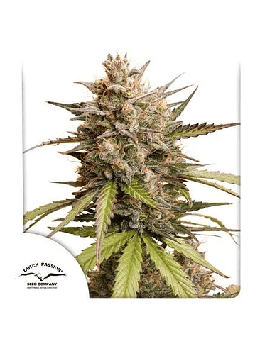 PROMOCION 2X1 MELONADE RUNTZ AUTO X3-DUTCH PASSION 1