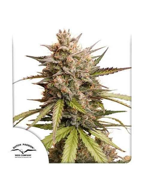 Promocion 2X1 Melonade Runtz Auto X3-Dutch Passion 1