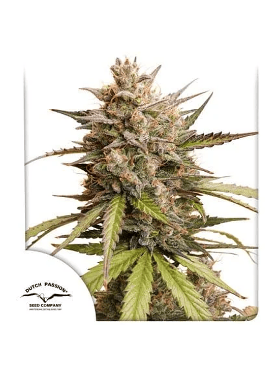 PROMOCION 2X1 MELONADE RUNTZ AUTO X3-DUTCH PASSION 1