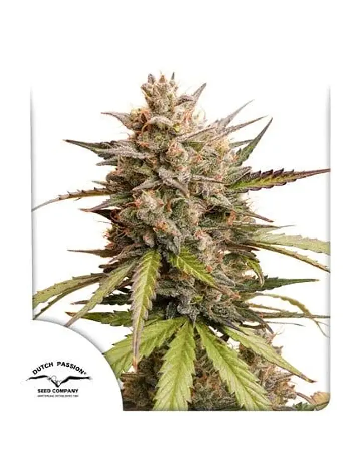 Promocion 2X1 Melonade Runtz Auto X3-Dutch Passion 1