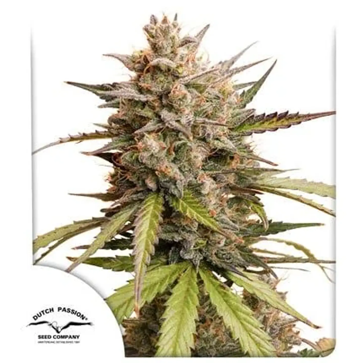 Promocion 2X1 Melonade Runtz Auto X3-Dutch Passion 1