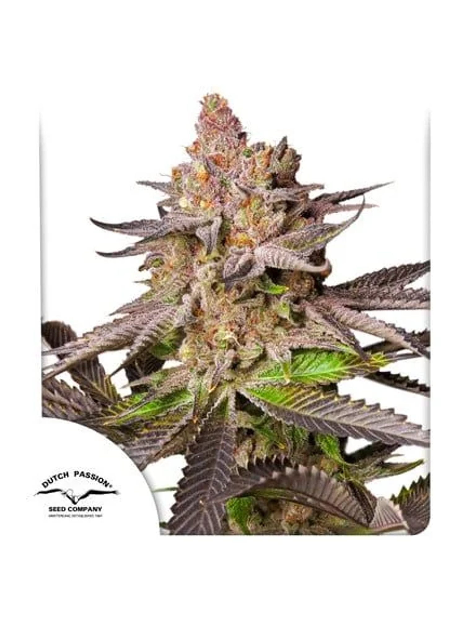 Promocion 2X1 Melonade Runtz Fem X3-Dutch Passion 1