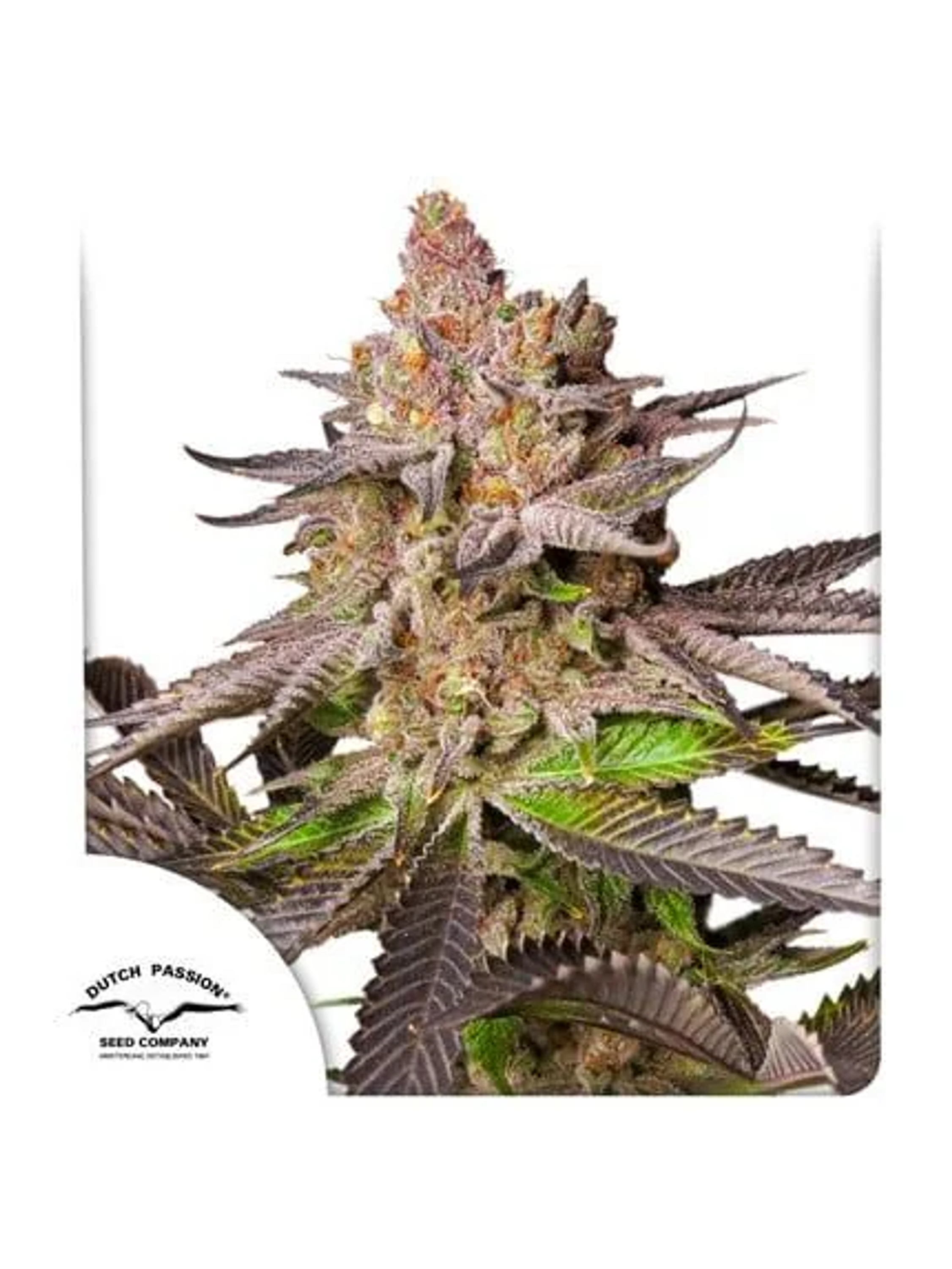 Promocion 2X1 Melonade Runtz Fem X3-Dutch Passion 1