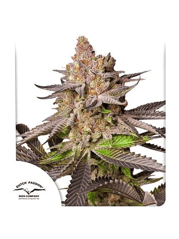 PROMOCION 2X1 MELONADE RUNTZ FEM X3-DUTCH PASSION 1