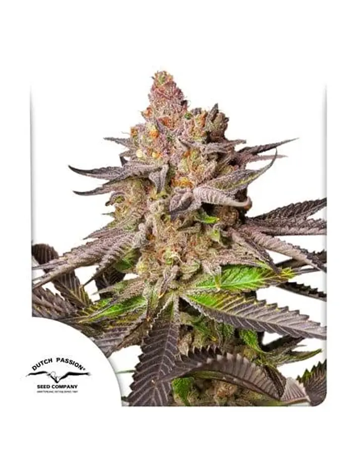Promocion 2X1 Melonade Runtz Fem X3-Dutch Passion 1