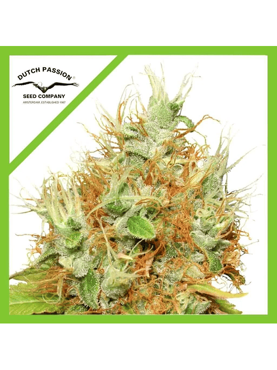 PROMOCION 2X1 MAZAR AUTO X3-DUTCH PASSION 1